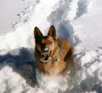 Dagwood in snow, with mouth open, of course